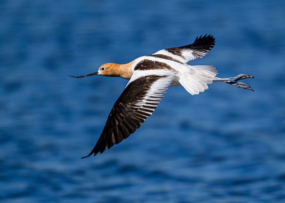 Avoceta Americana - ML620265716