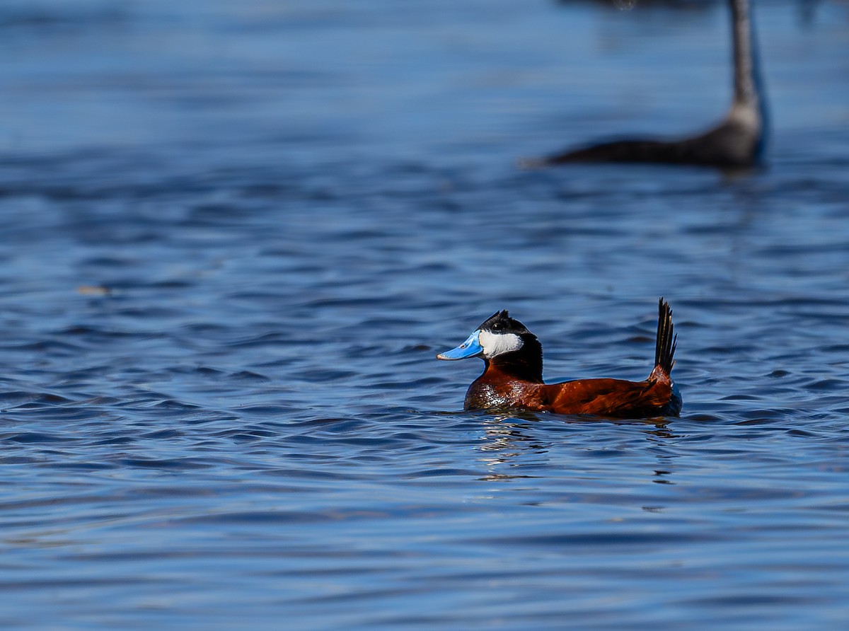 Ruddy Duck - ML620265720