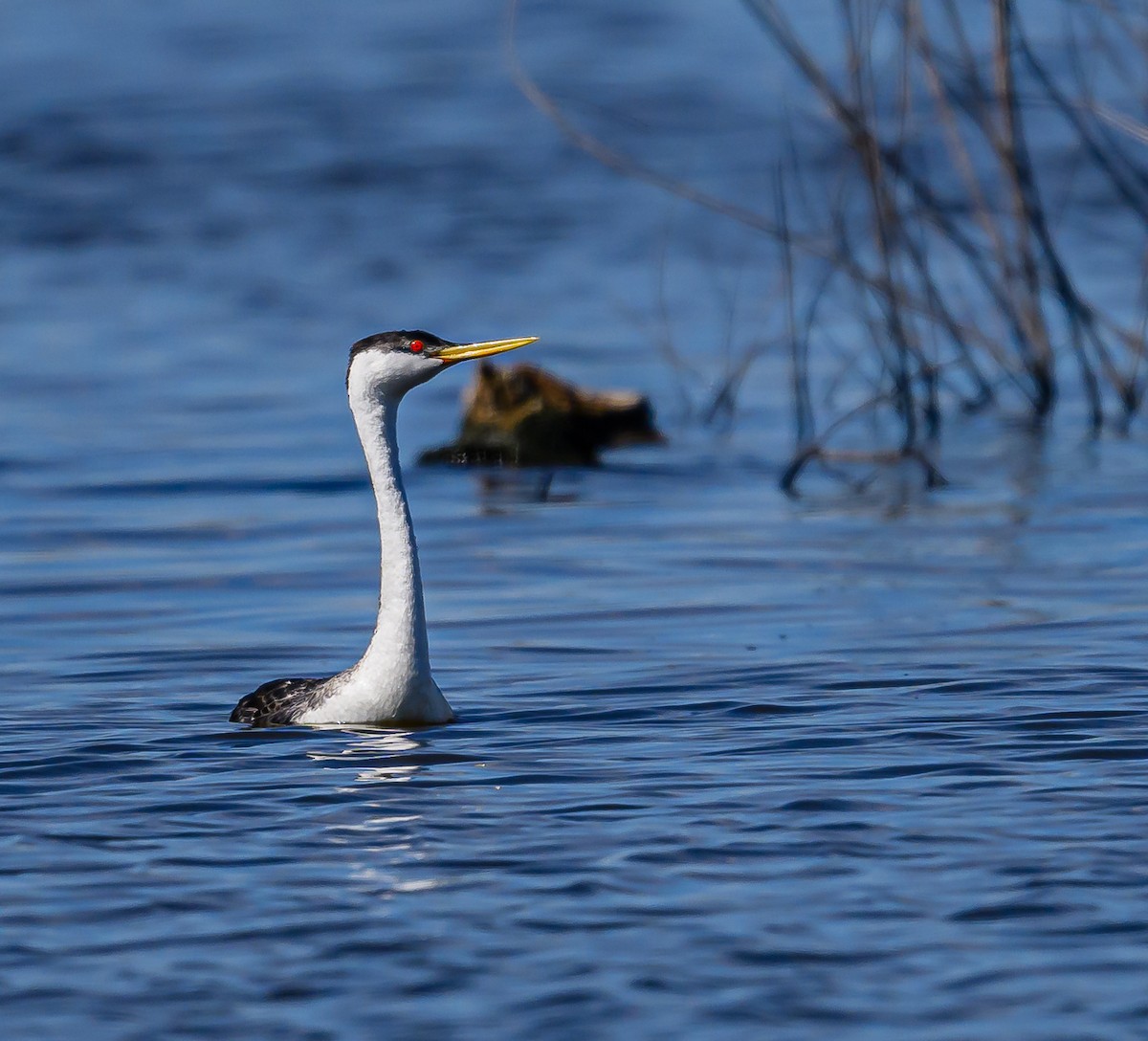 Western Grebe - ML620265725