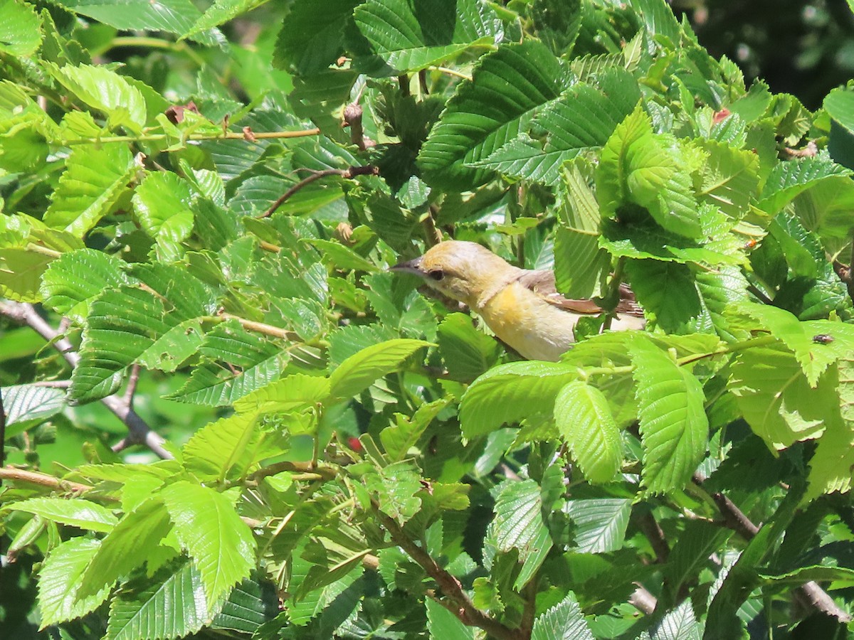 Baltimore Oriole - ML620265726