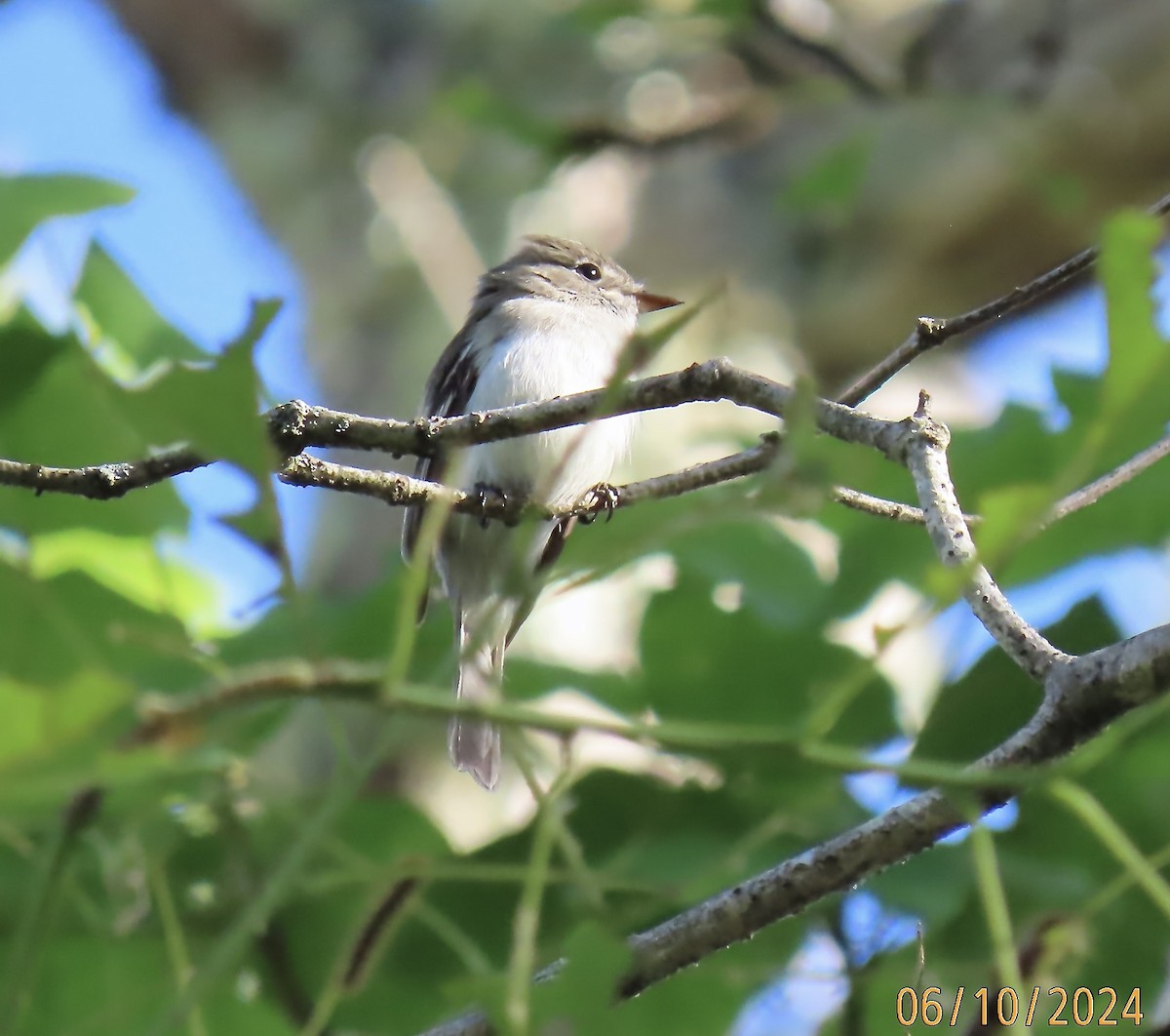 Least Flycatcher - ML620265733