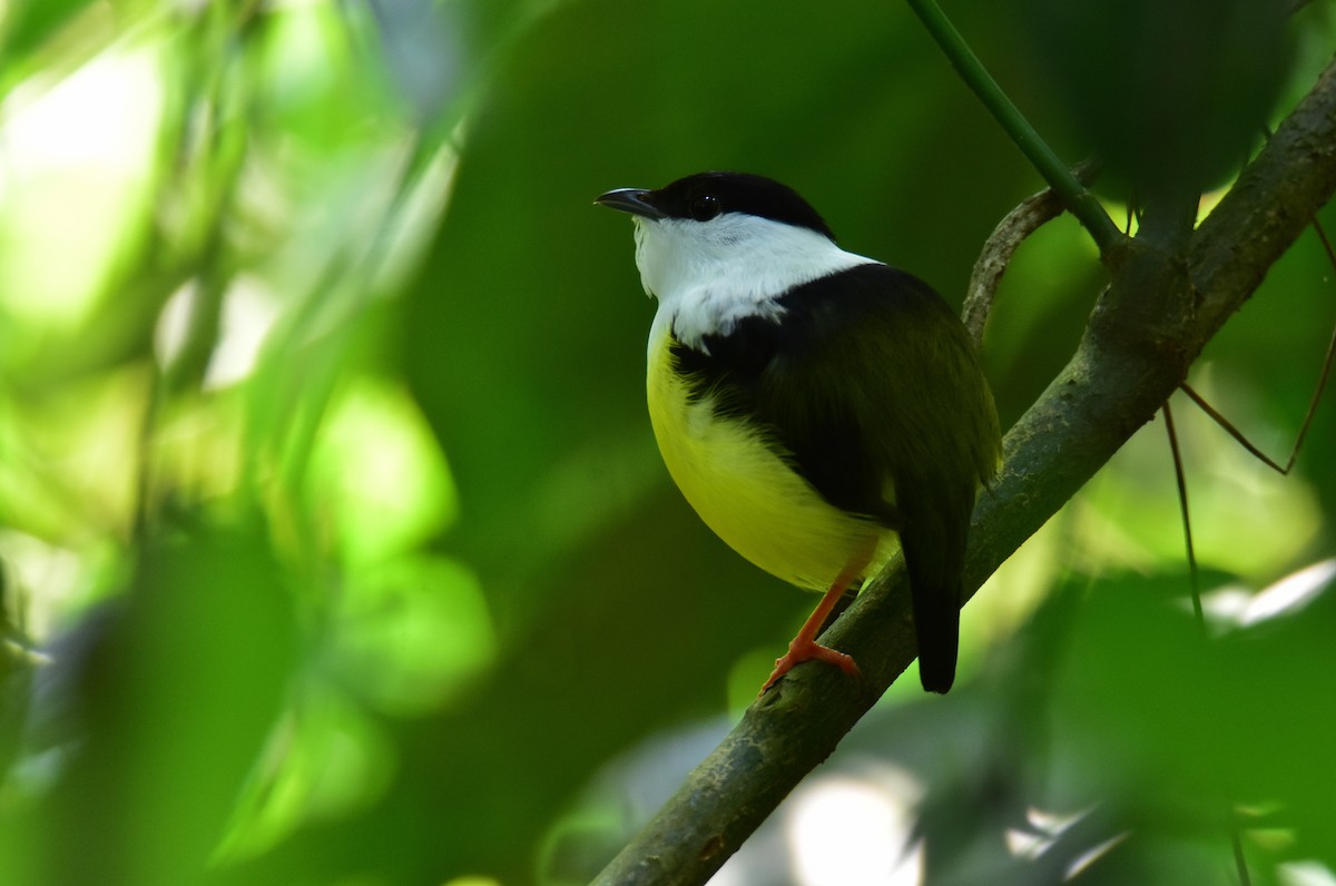 Manakin à col blanc - ML620265736