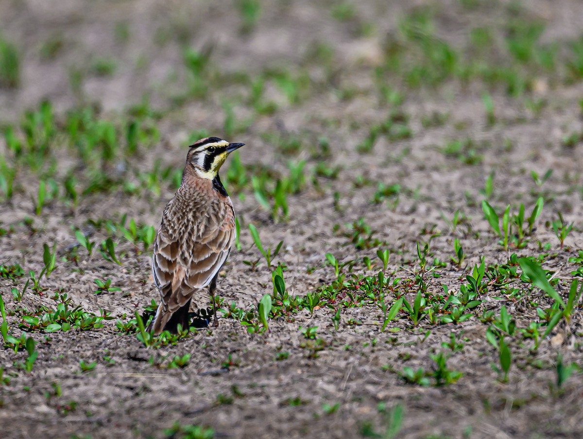 Horned Lark - ML620265738