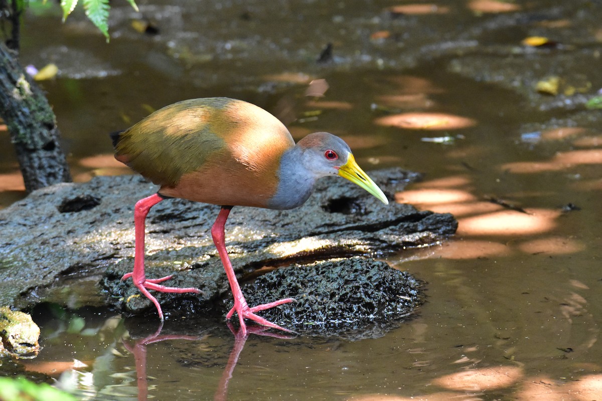 Russet-naped Wood-Rail - ML620265740