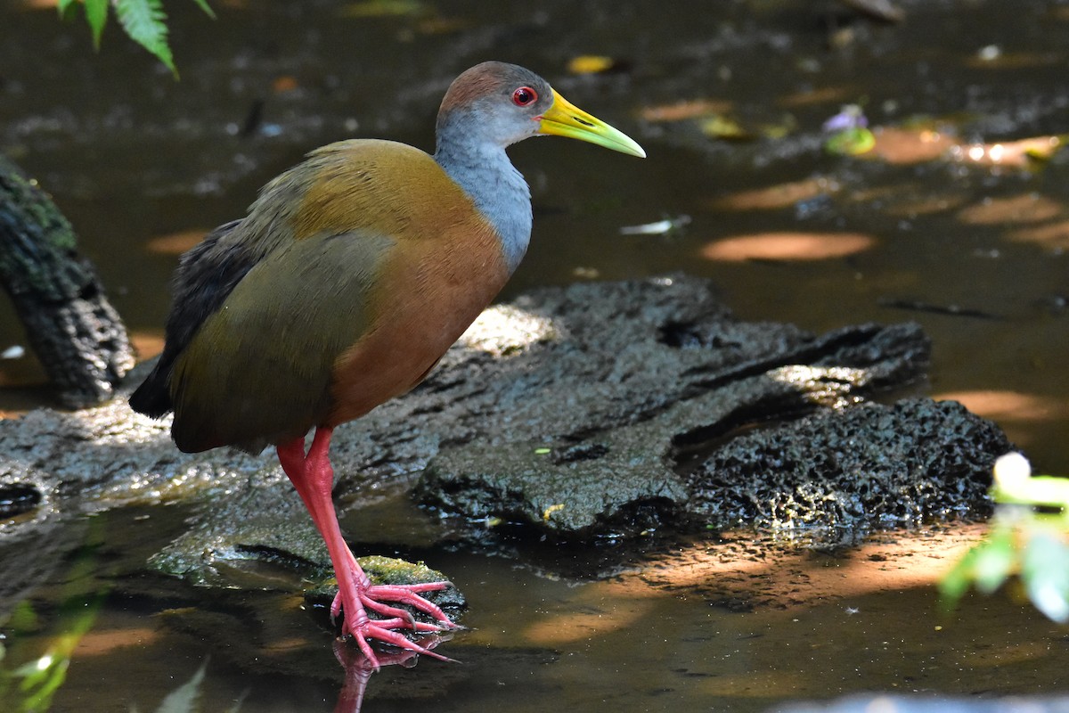 Russet-naped Wood-Rail - ML620265741