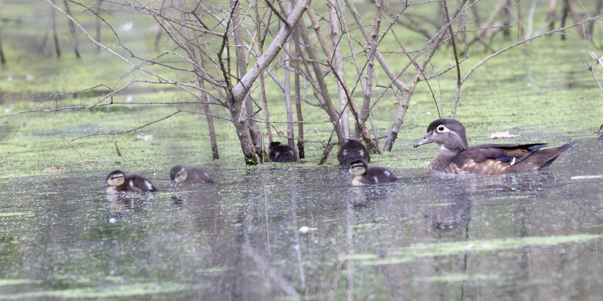 Wood Duck - ML620265744