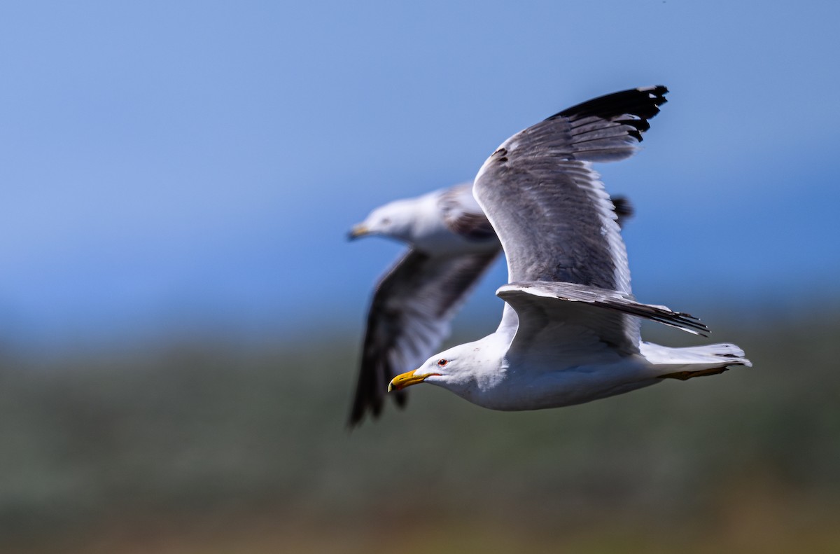 Ring-billed Gull - ML620265746