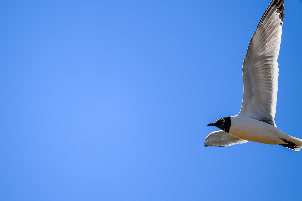 Franklin's Gull - ML620265750