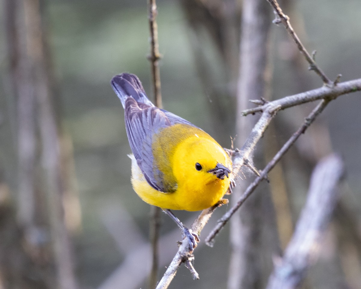 Prothonotary Warbler - ML620265756