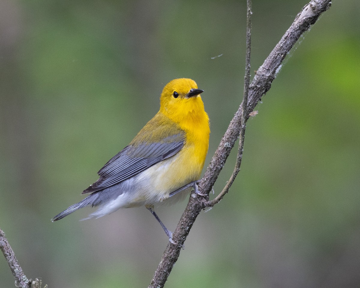 Prothonotary Warbler - ML620265757