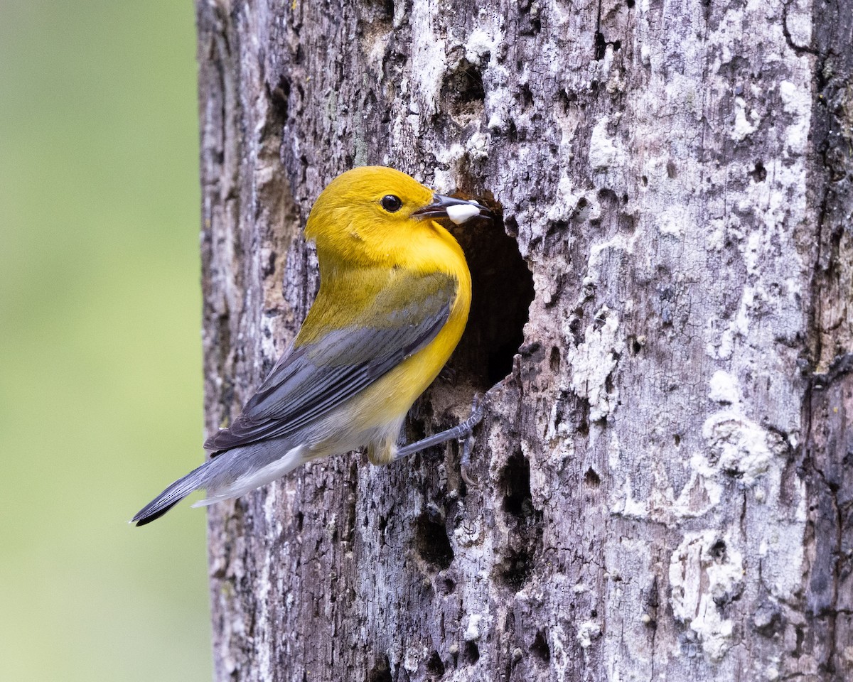 Prothonotary Warbler - ML620265758
