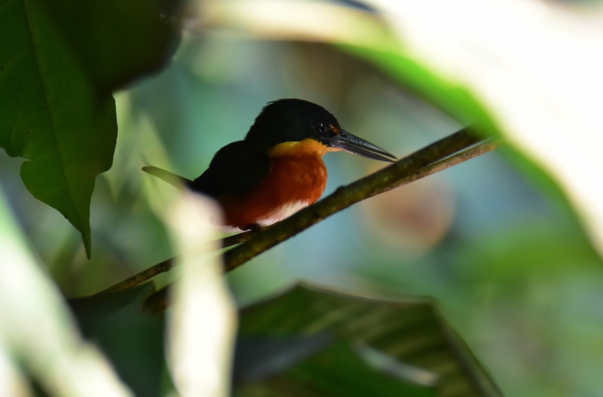 American Pygmy Kingfisher - ML620265762