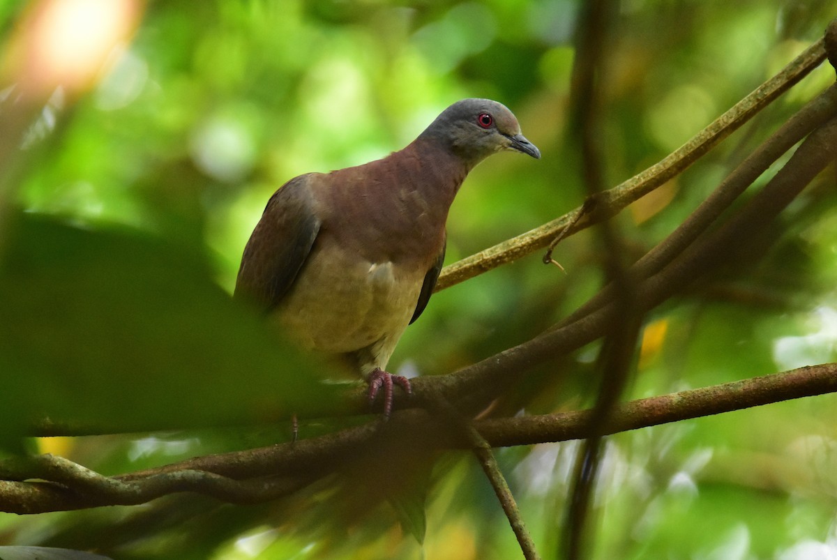 Pale-vented Pigeon - ML620265764