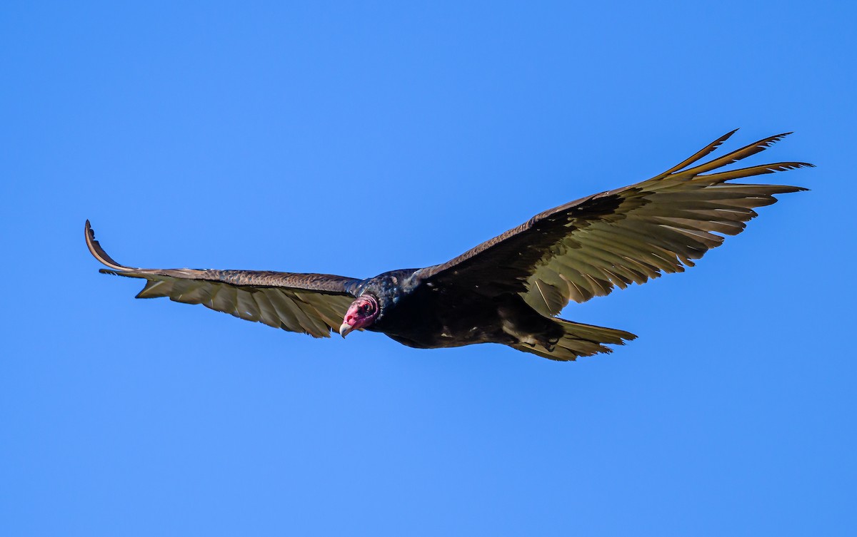 Turkey Vulture - ML620265769