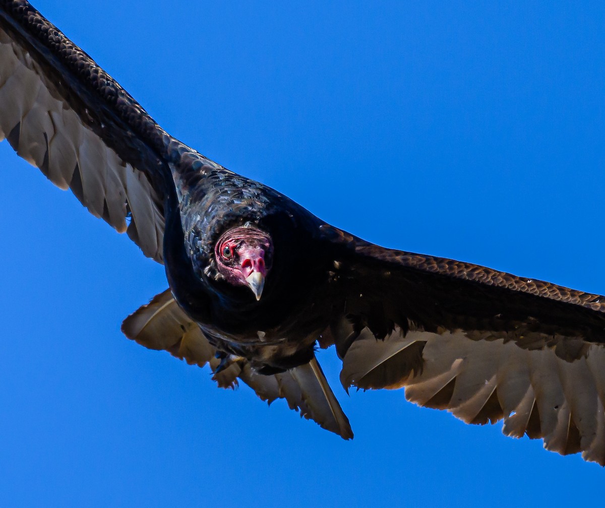 Turkey Vulture - ML620265770