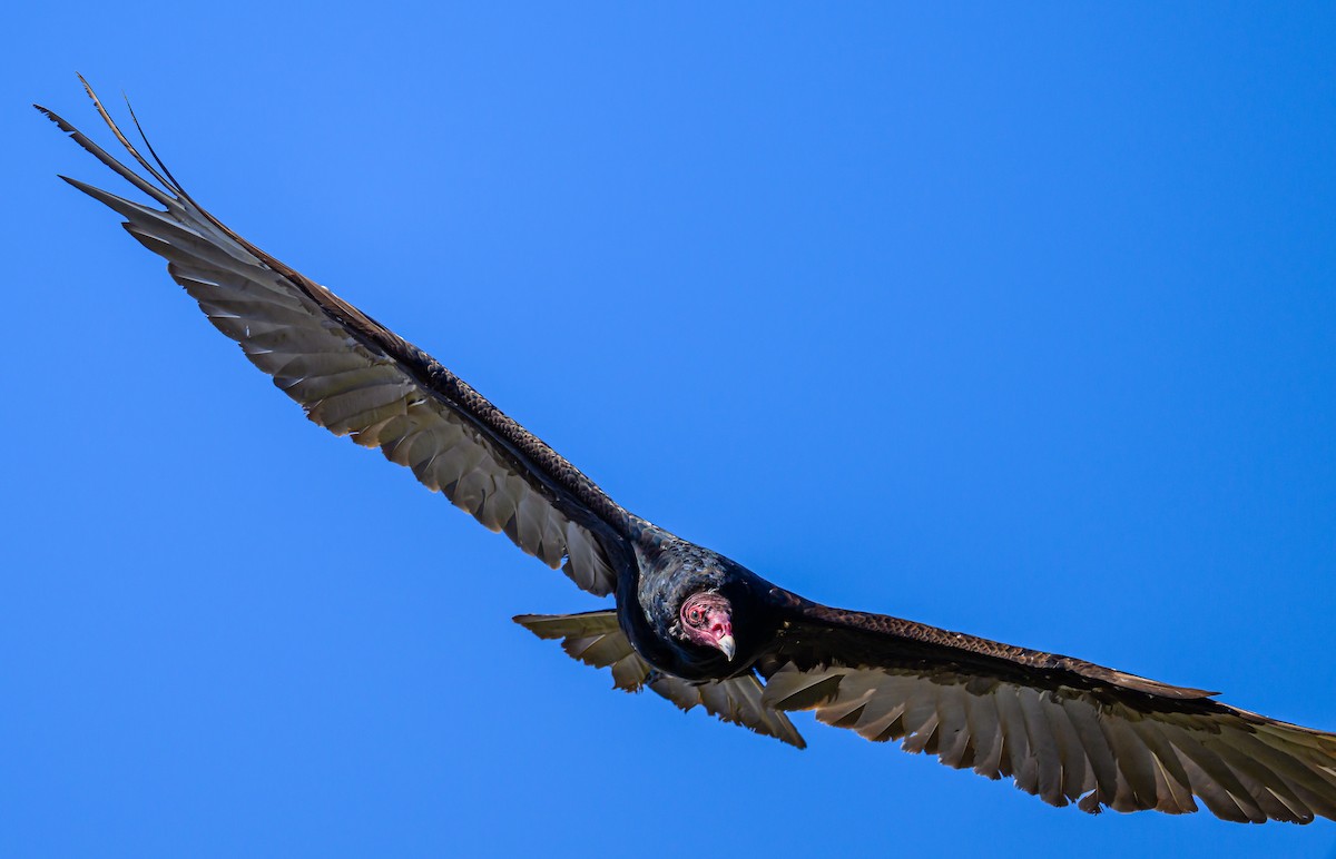 Turkey Vulture - ML620265771