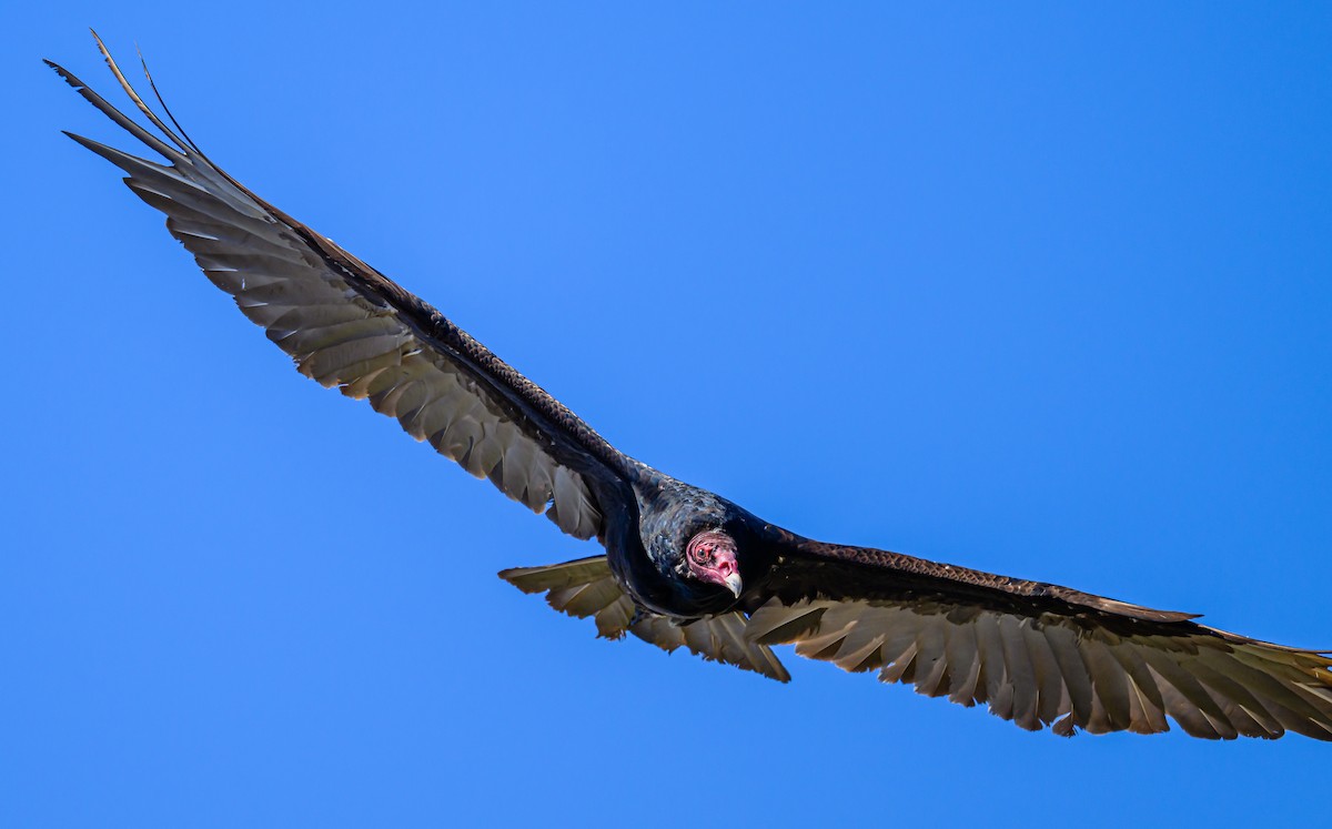 Turkey Vulture - ML620265772