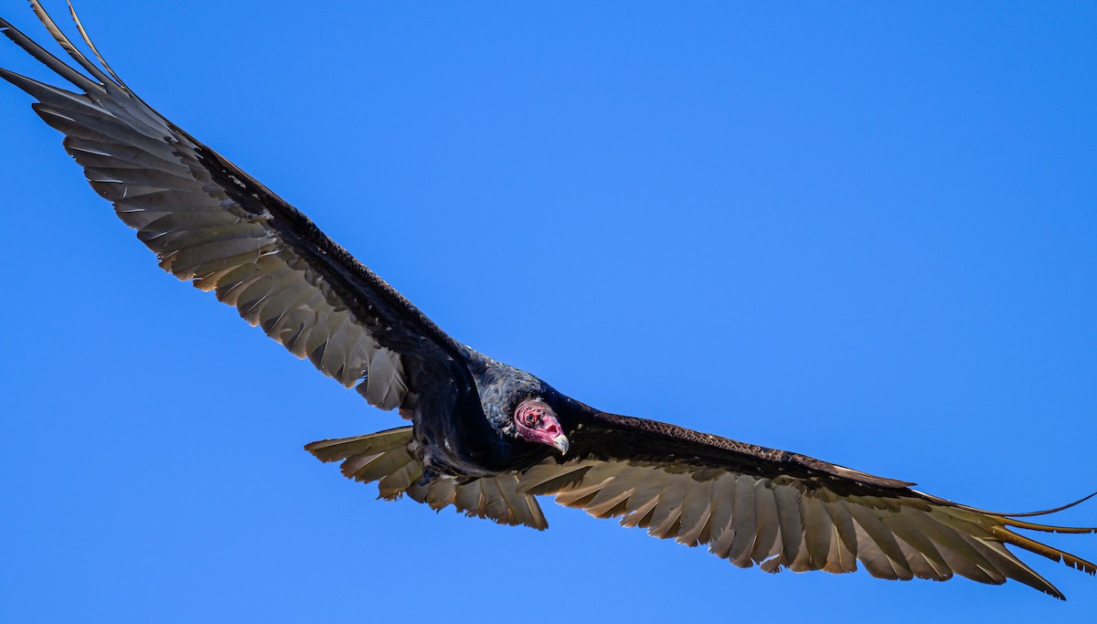 Turkey Vulture - ML620265773