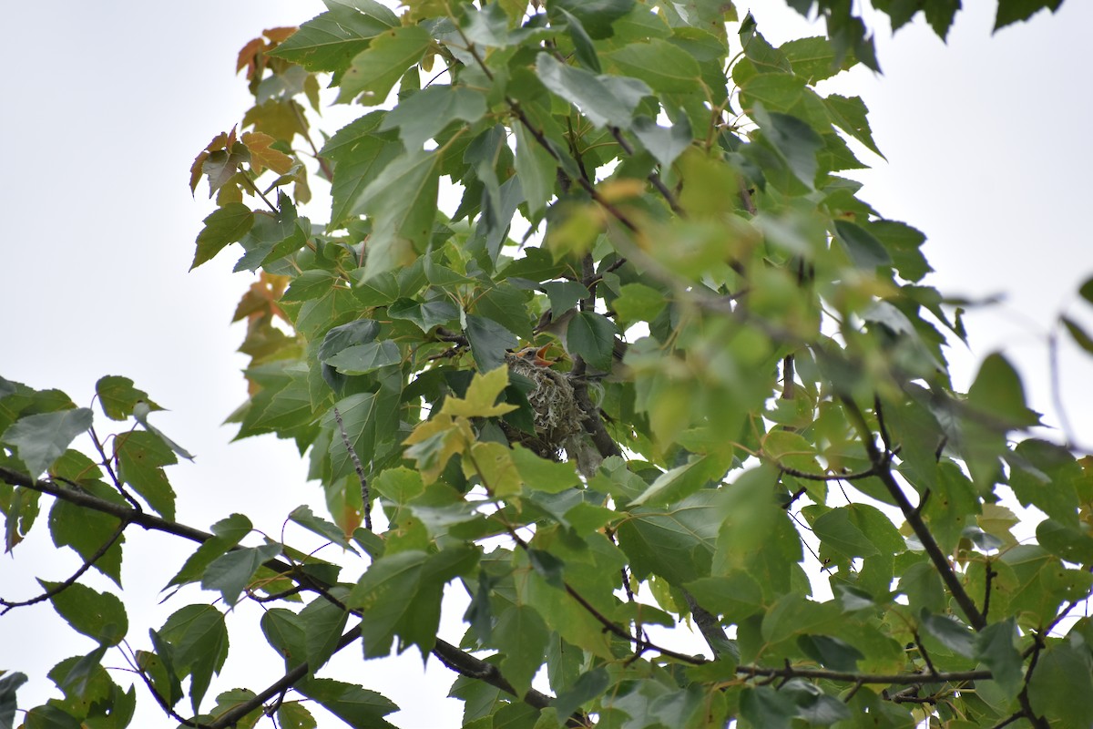 Warbling Vireo - ML620265775