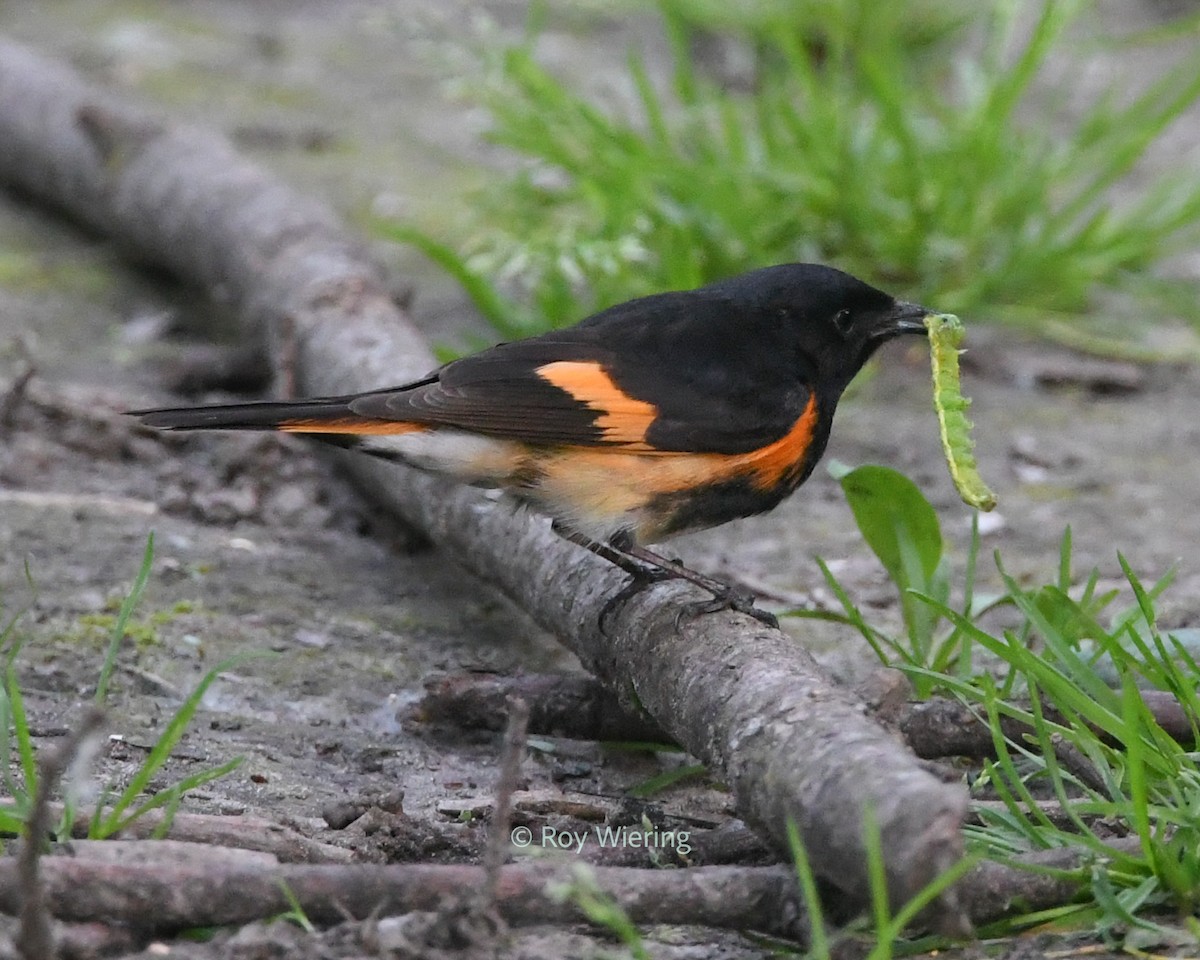 American Redstart - ML620265782