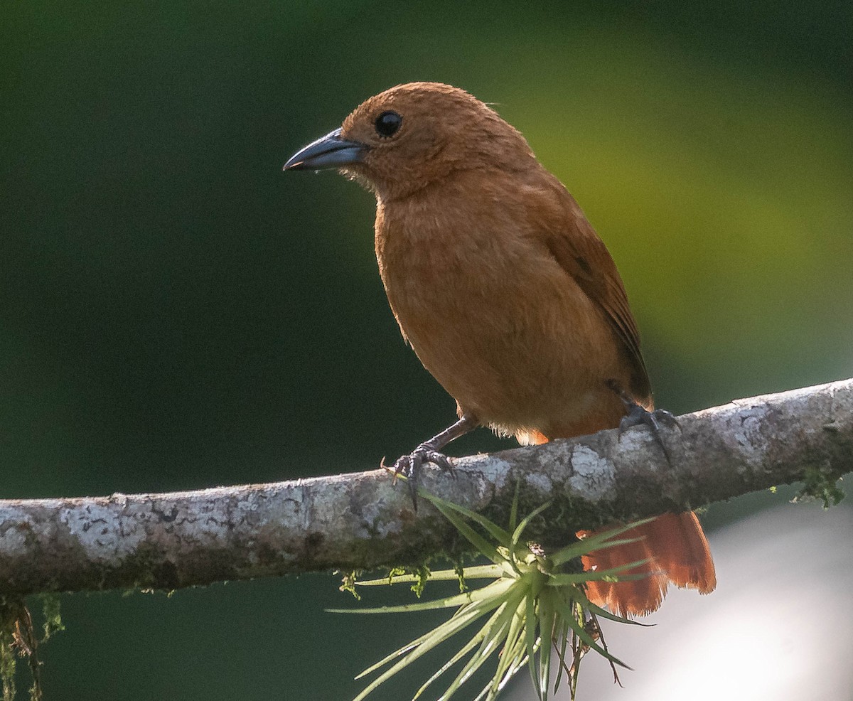 White-lined Tanager - ML620265788