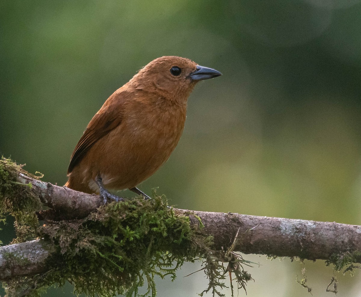 White-lined Tanager - ML620265789