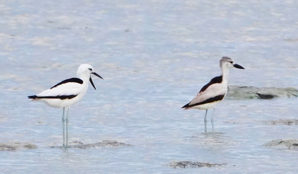 Crab-Plover - ML620265791