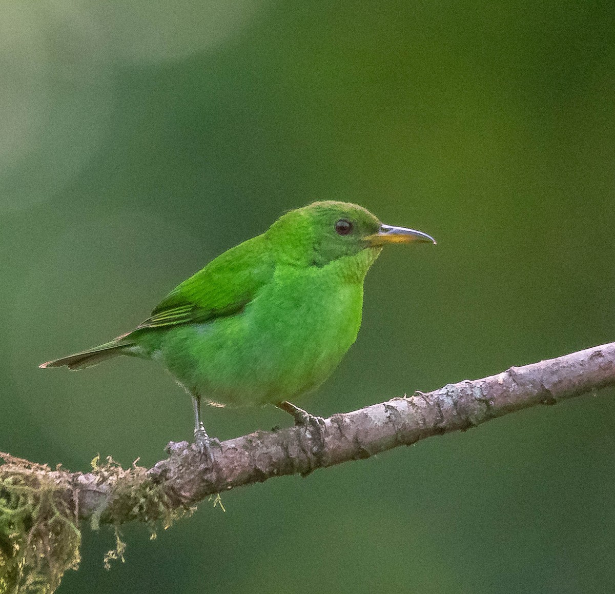 Green Honeycreeper - ML620265792