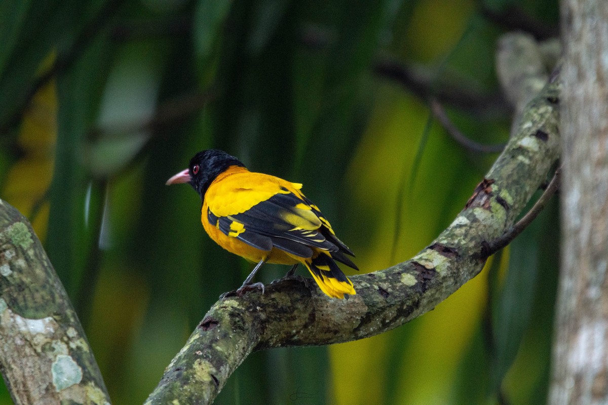 Black-hooded Oriole - ML620265794