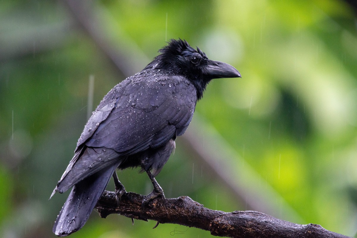 House Crow - ML620265796