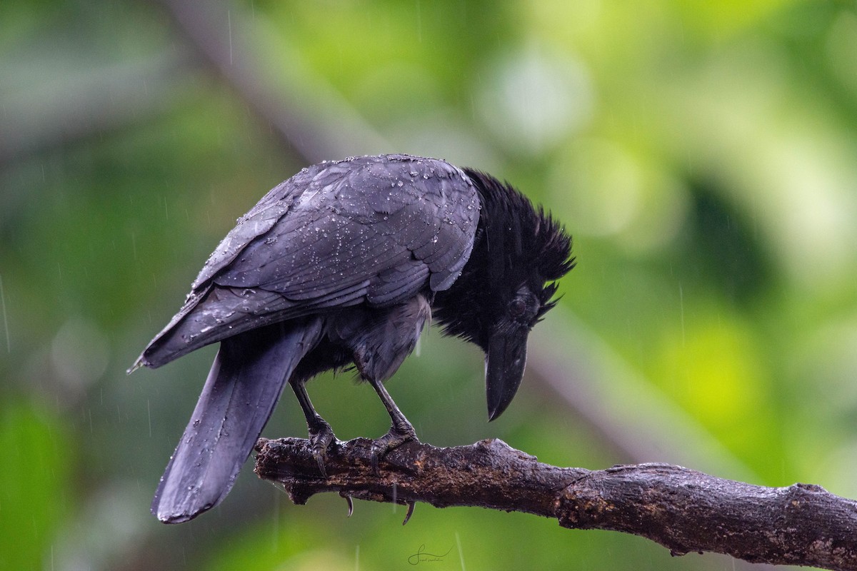 House Crow - ML620265797