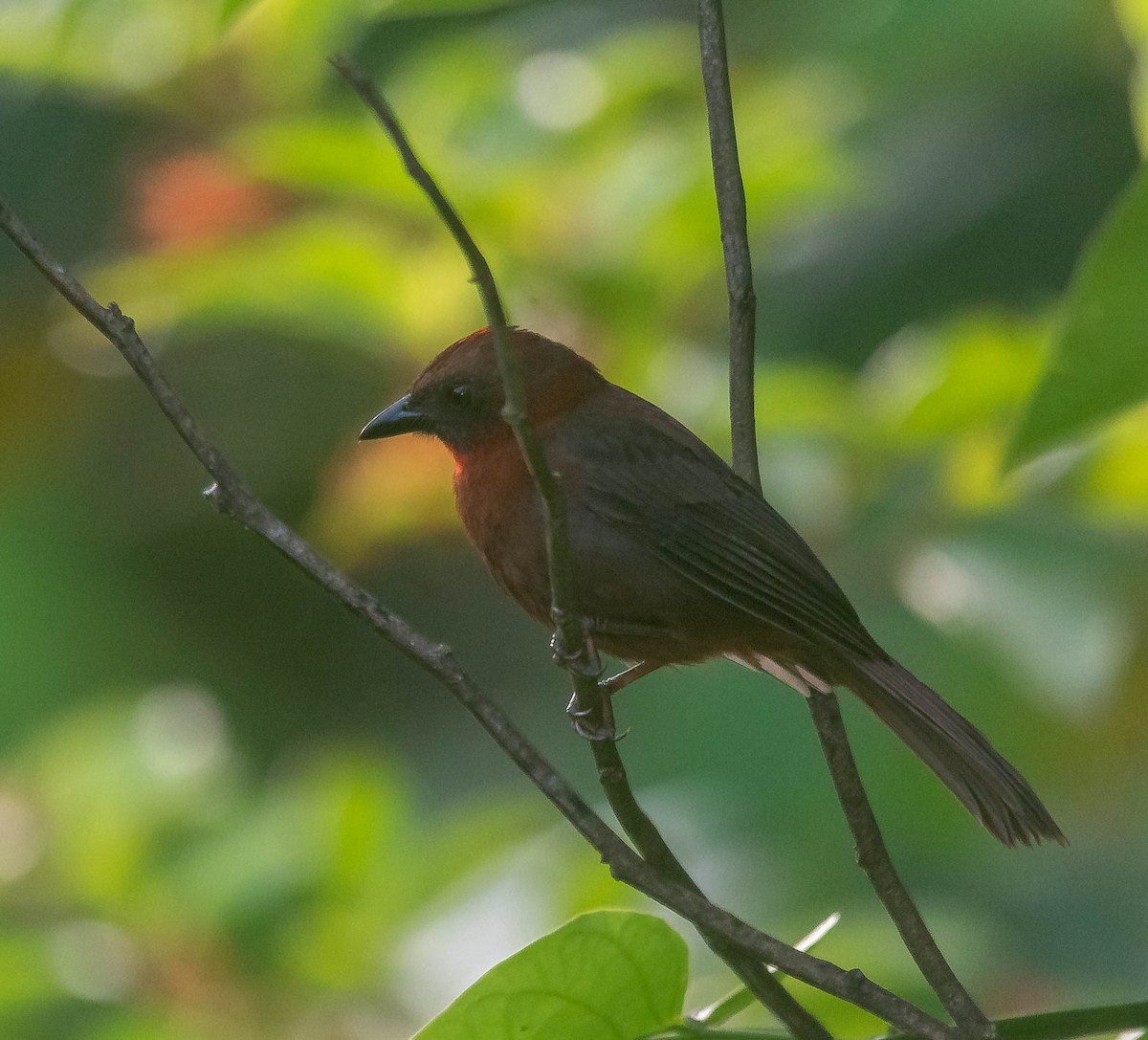 Red-throated Ant-Tanager - ML620265800