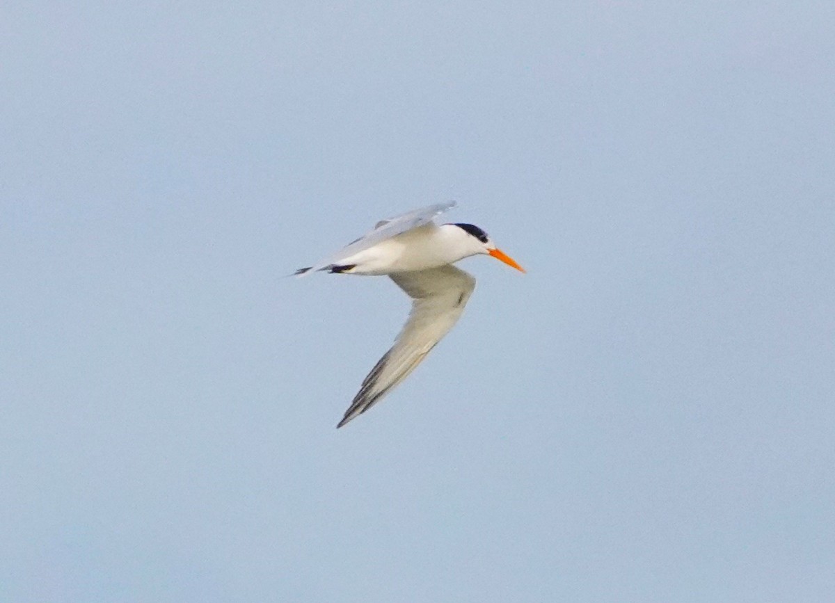 Lesser Crested Tern - ML620265802