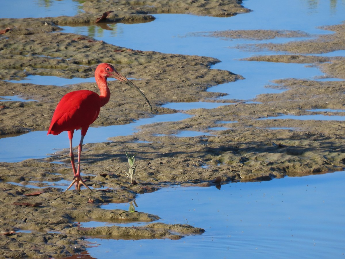 ibis rudý - ML620265803