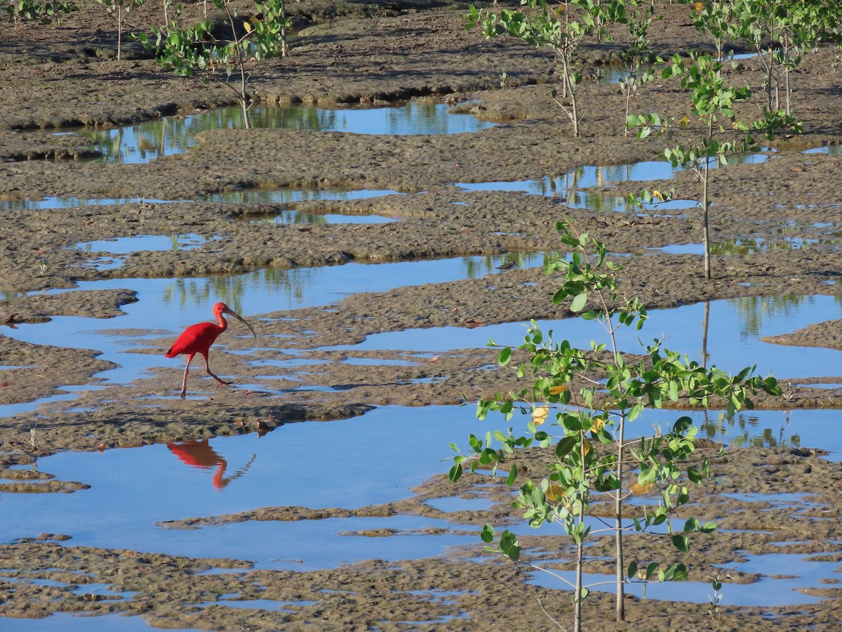 Ibis Escarlata - ML620265807