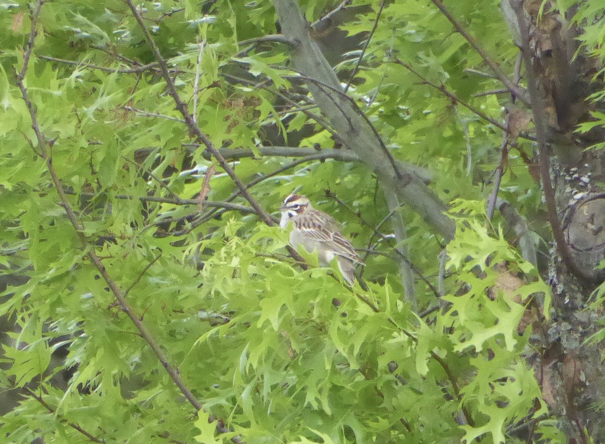 Lark Sparrow - ML620265812