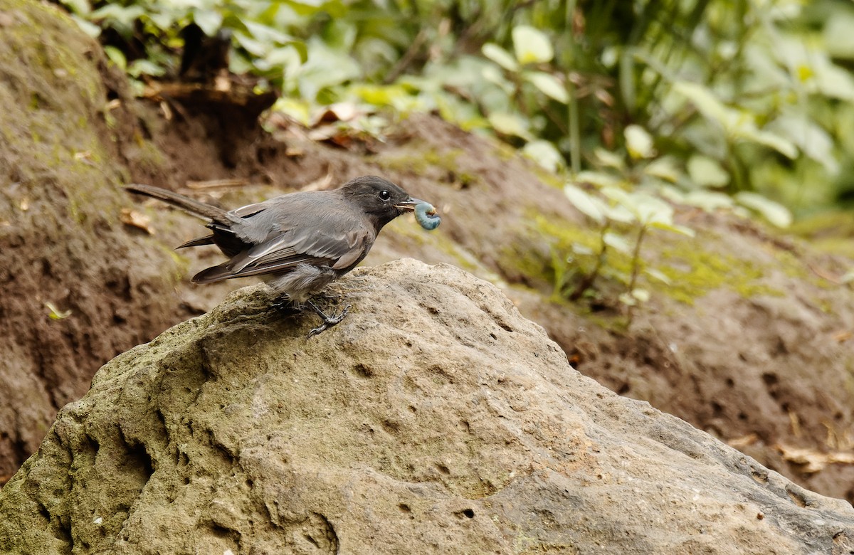 Black Phoebe - ML620265813