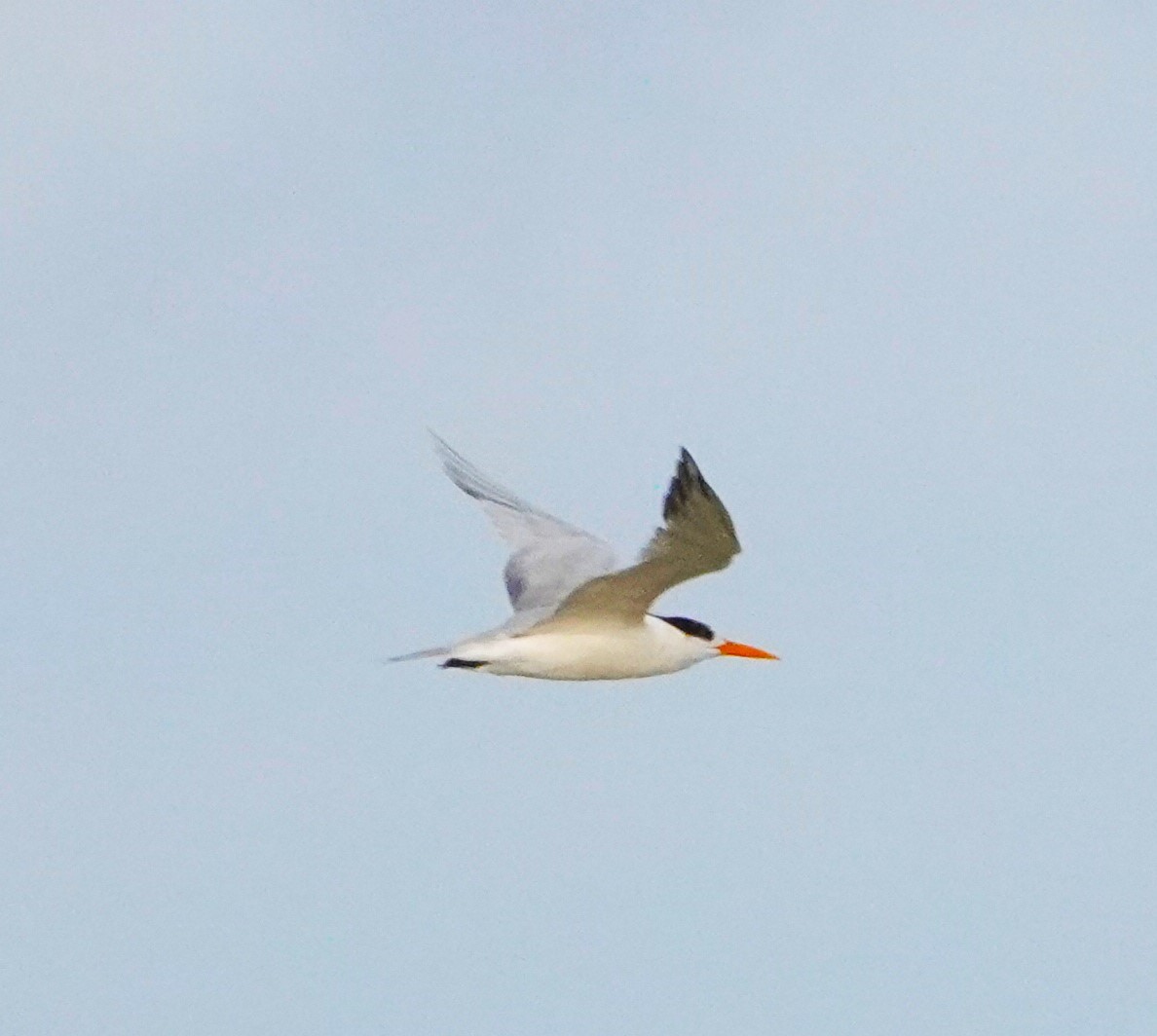 Lesser Crested Tern - ML620265816