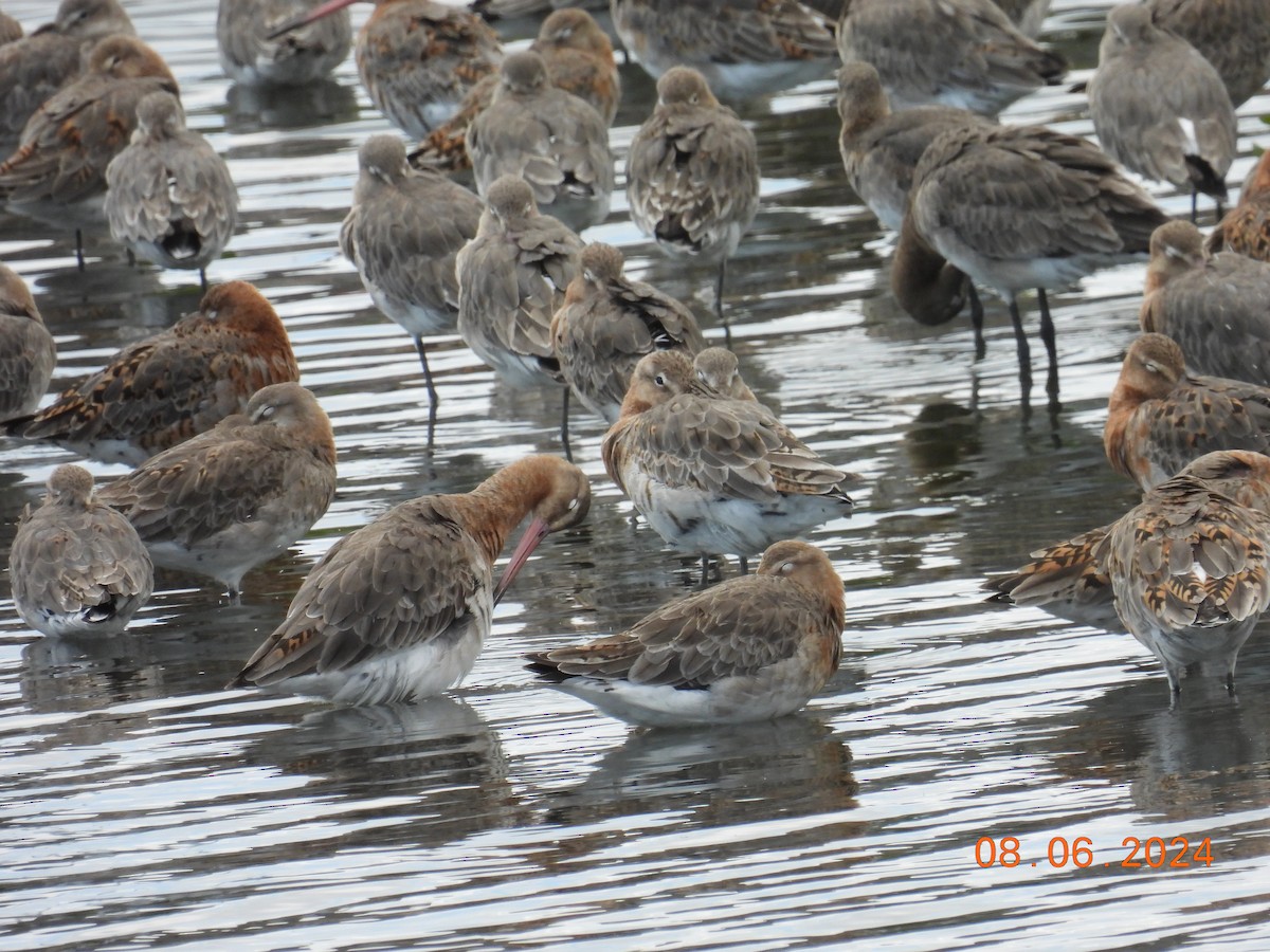 Black-tailed Godwit - ML620265826