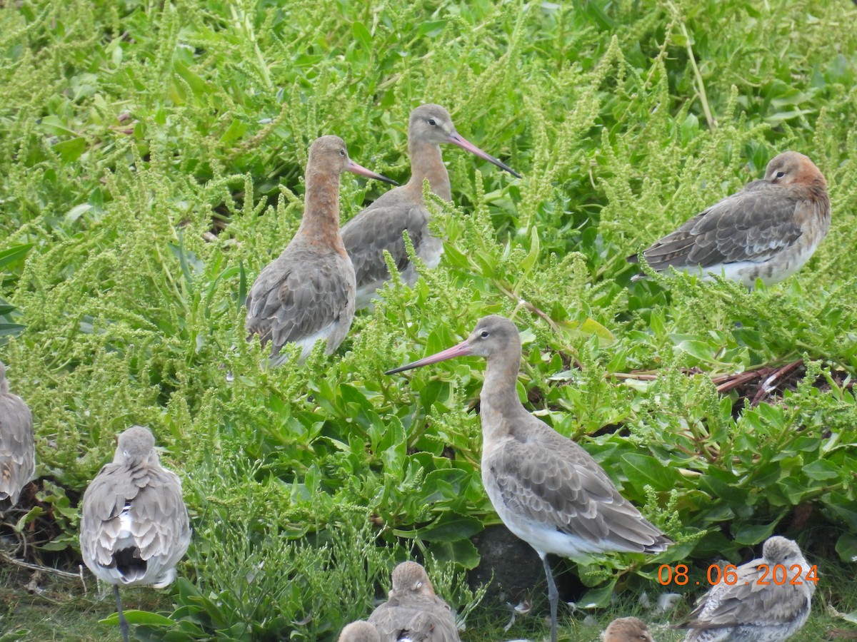 Black-tailed Godwit - ML620265828