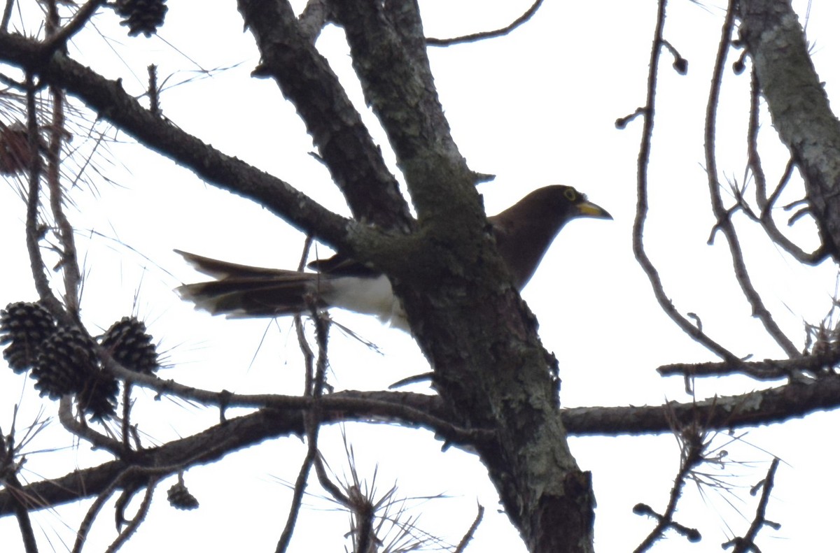 Brown Jay - ML620265840