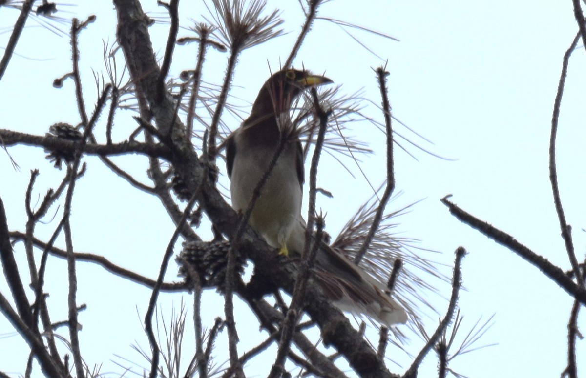 Brown Jay - ML620265841