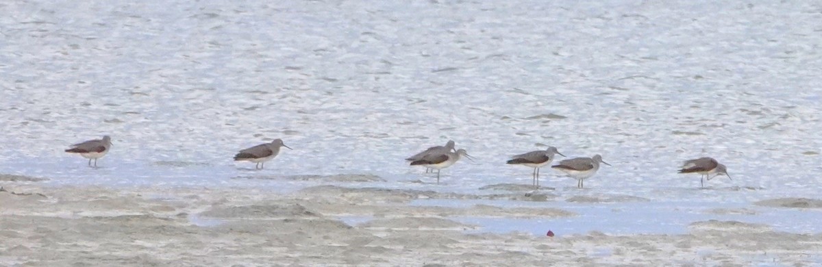 Common Greenshank - ML620265843