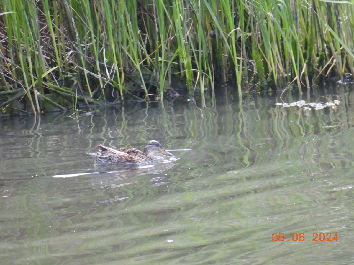 Green-winged Teal (Eurasian) - ML620265854