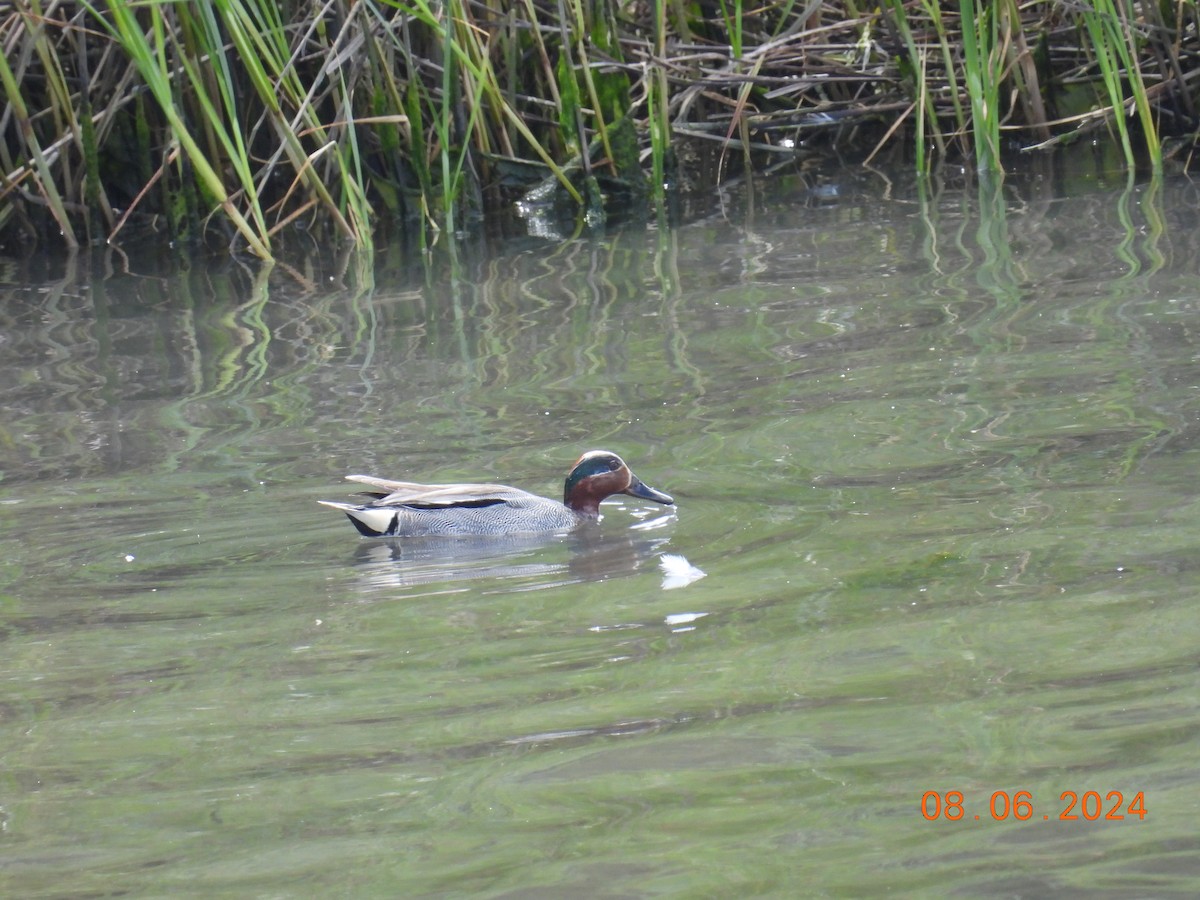 Green-winged Teal (Eurasian) - ML620265855