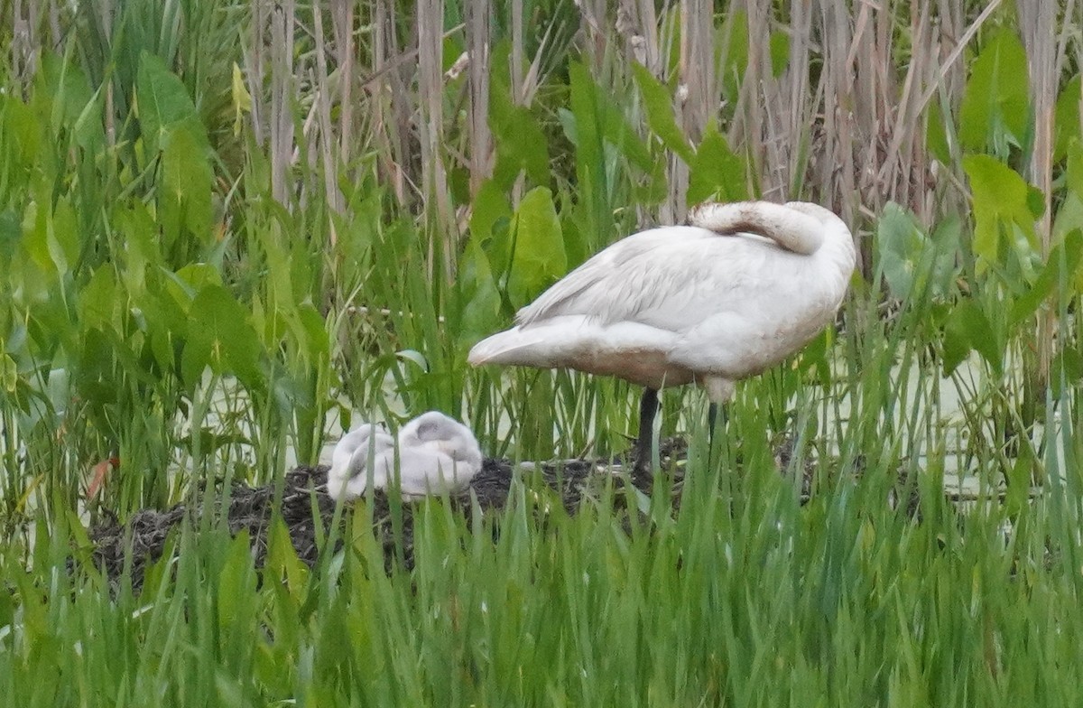 Trumpeter Swan - ML620265858