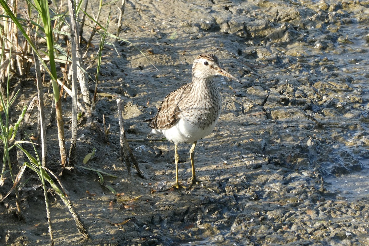 Bécasseau à poitrine cendrée - ML620265871