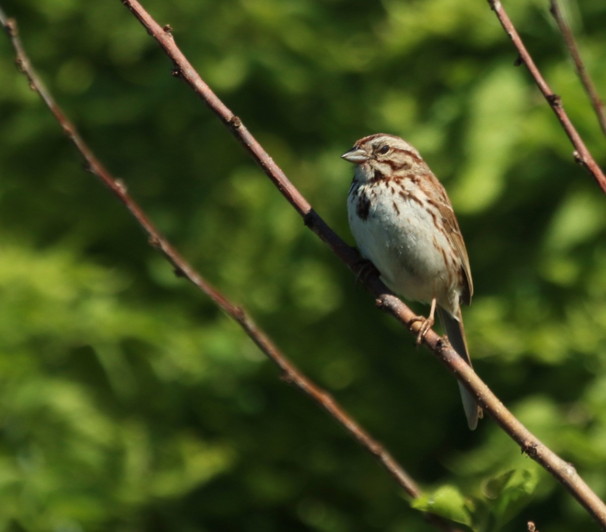 Song Sparrow - ML620265892