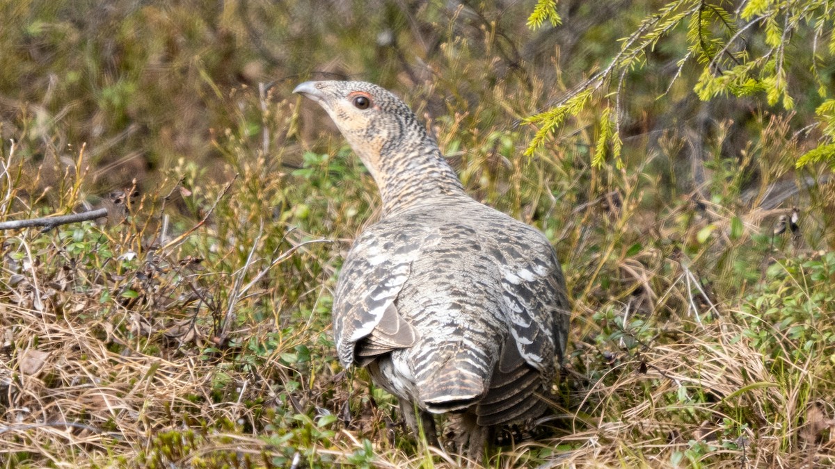 Western Capercaillie - ML620265899