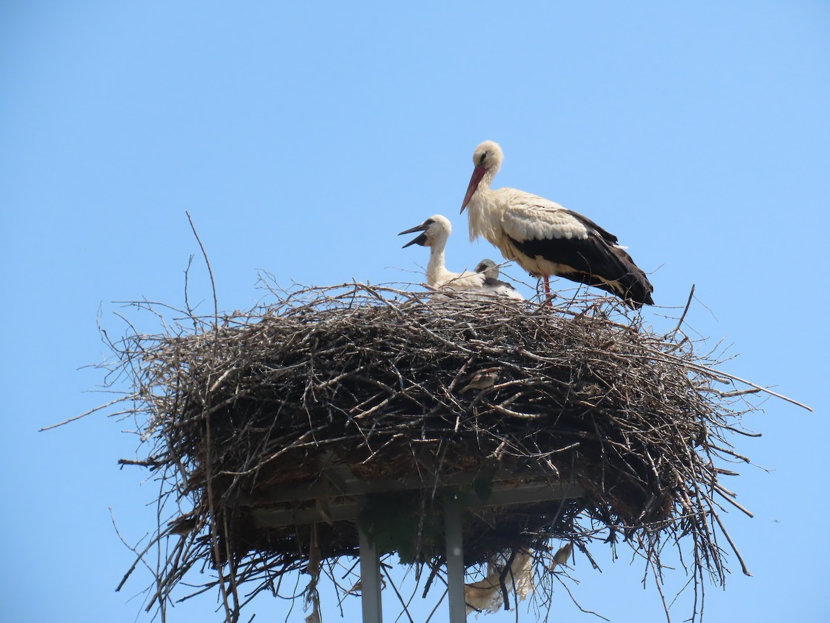 White Stork - ML620265901